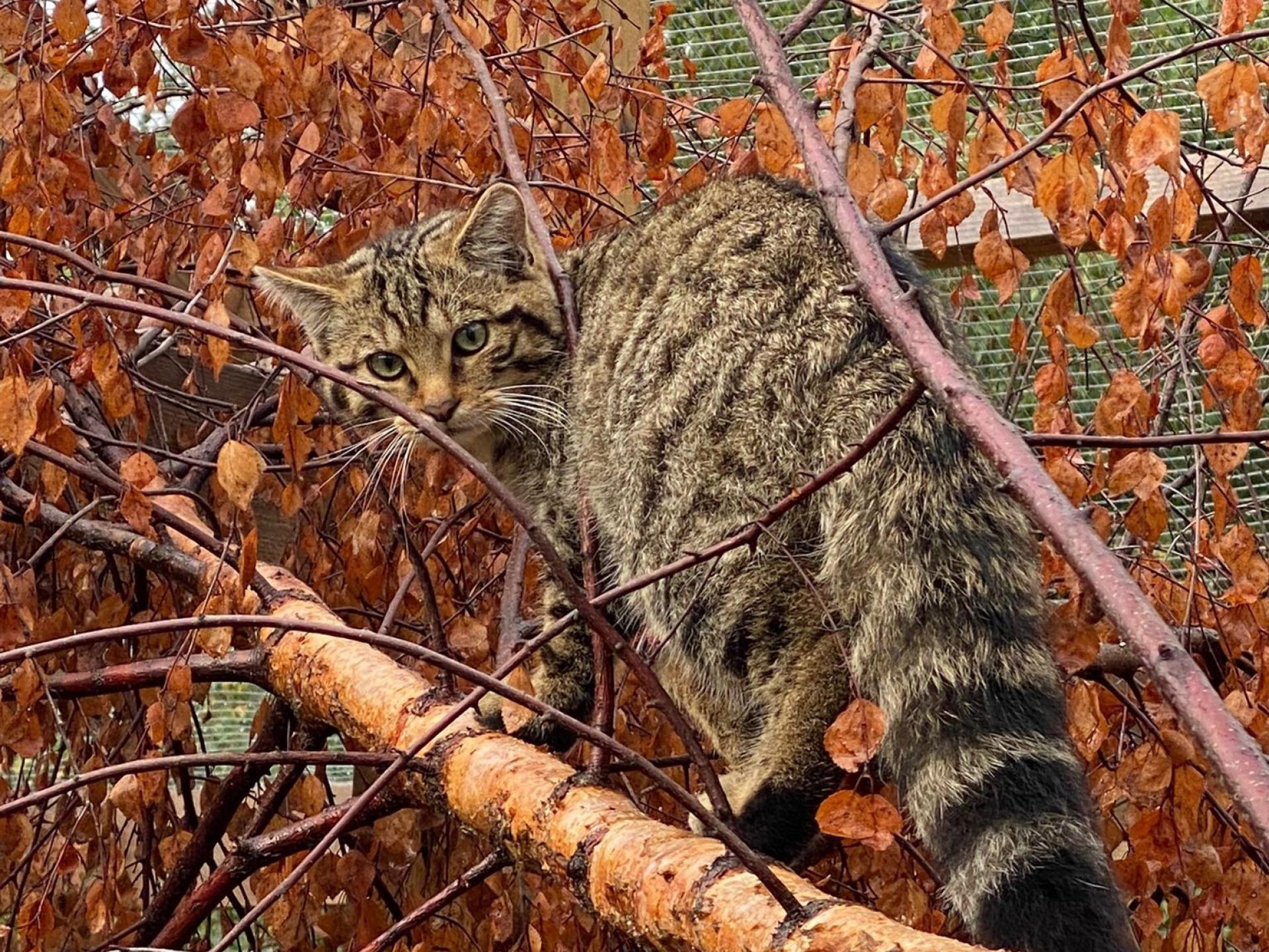 Wildcat at the Saving Wildcats breed for release centre at Highland Wildlife Park