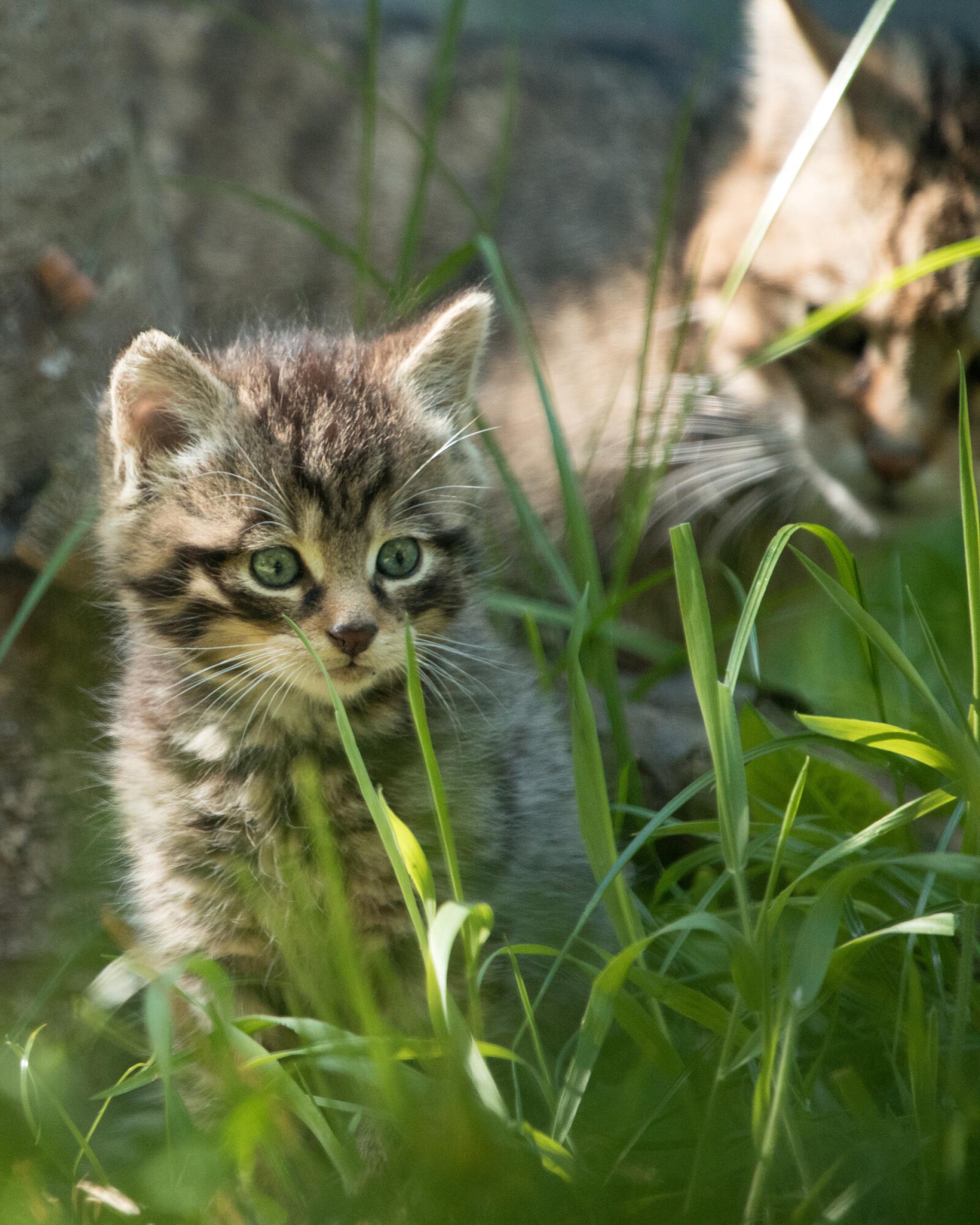 Wildcat kitten sitting in front of an adult wildcat in long grass