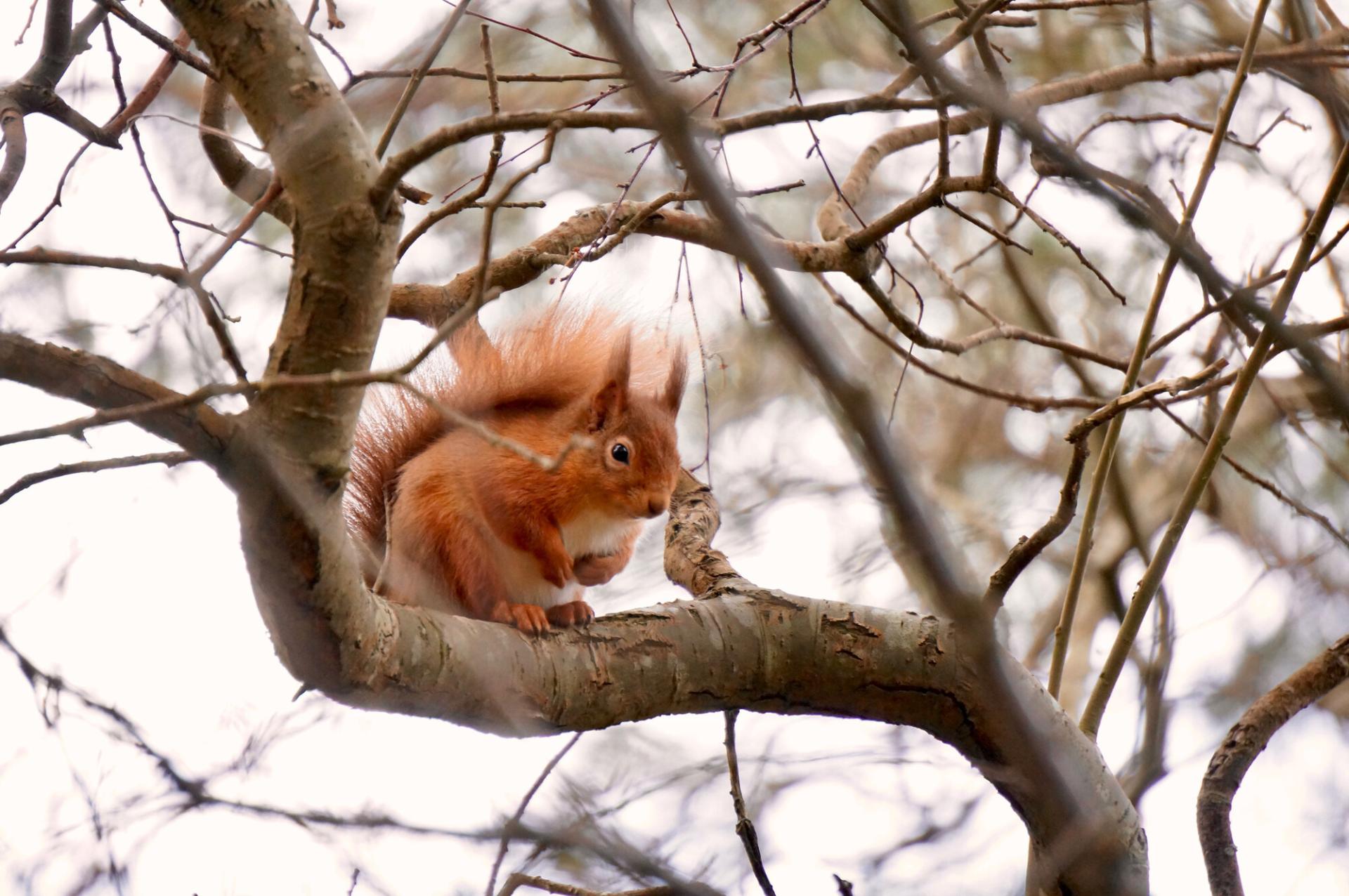 Red squirrel sitting in a tree