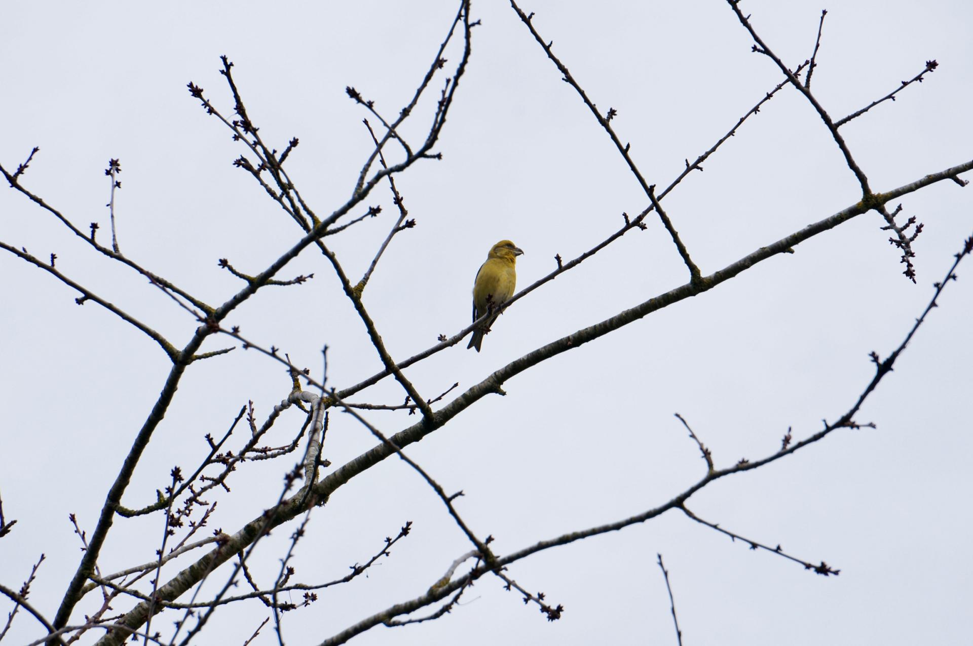 A lone crossbill perched in a tree