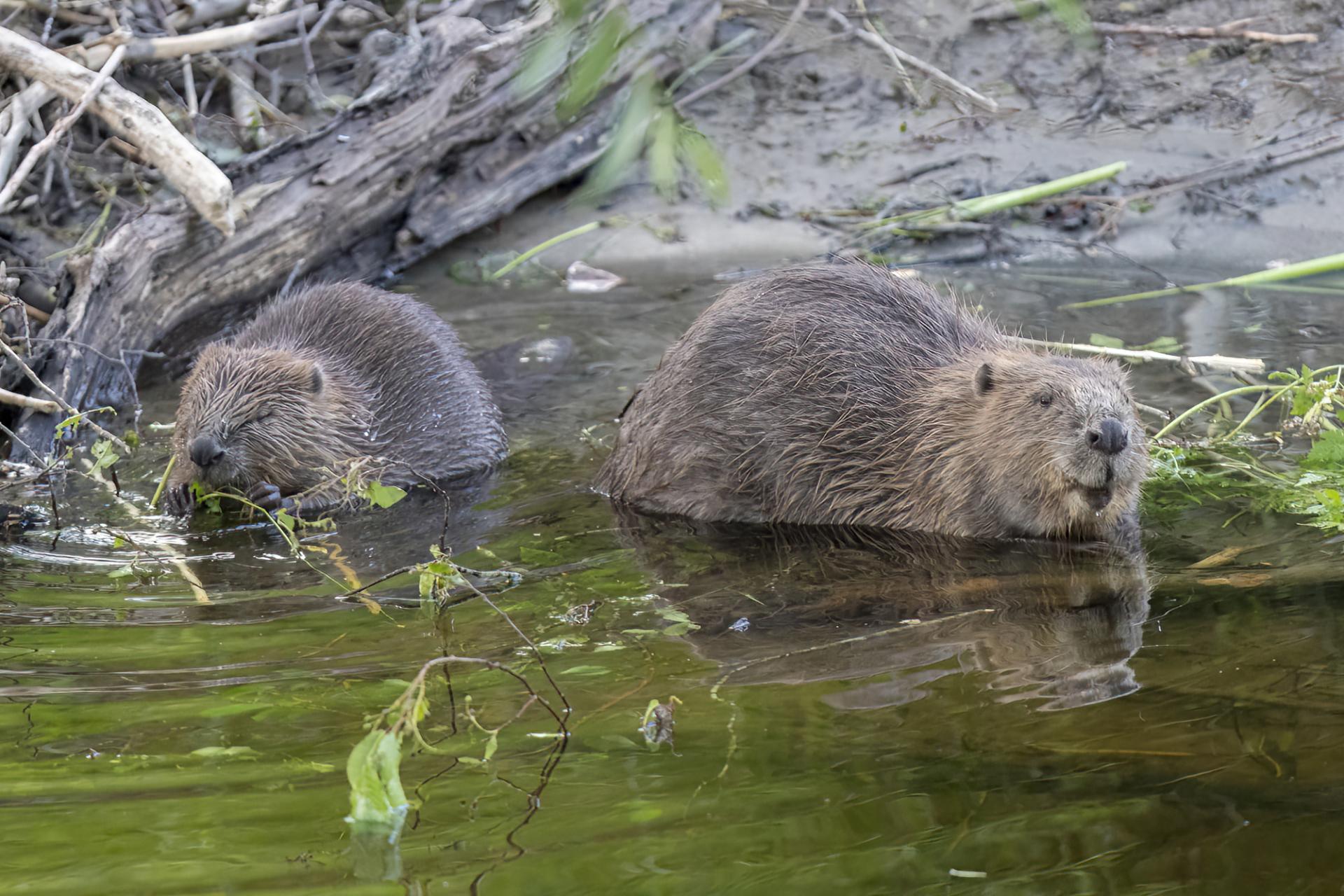 Two beavers eating at the waters edge.
