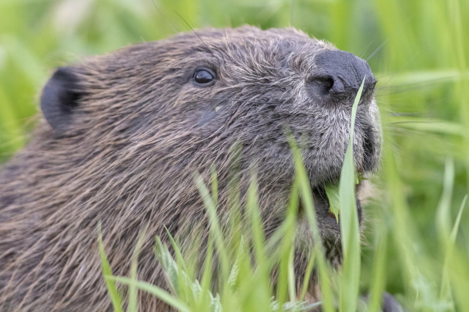 A close up image of a beaver eating leaves.