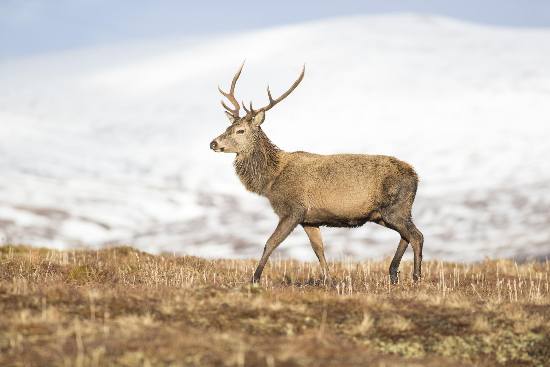 A red deer walking on open hillside with snowy mountain in background