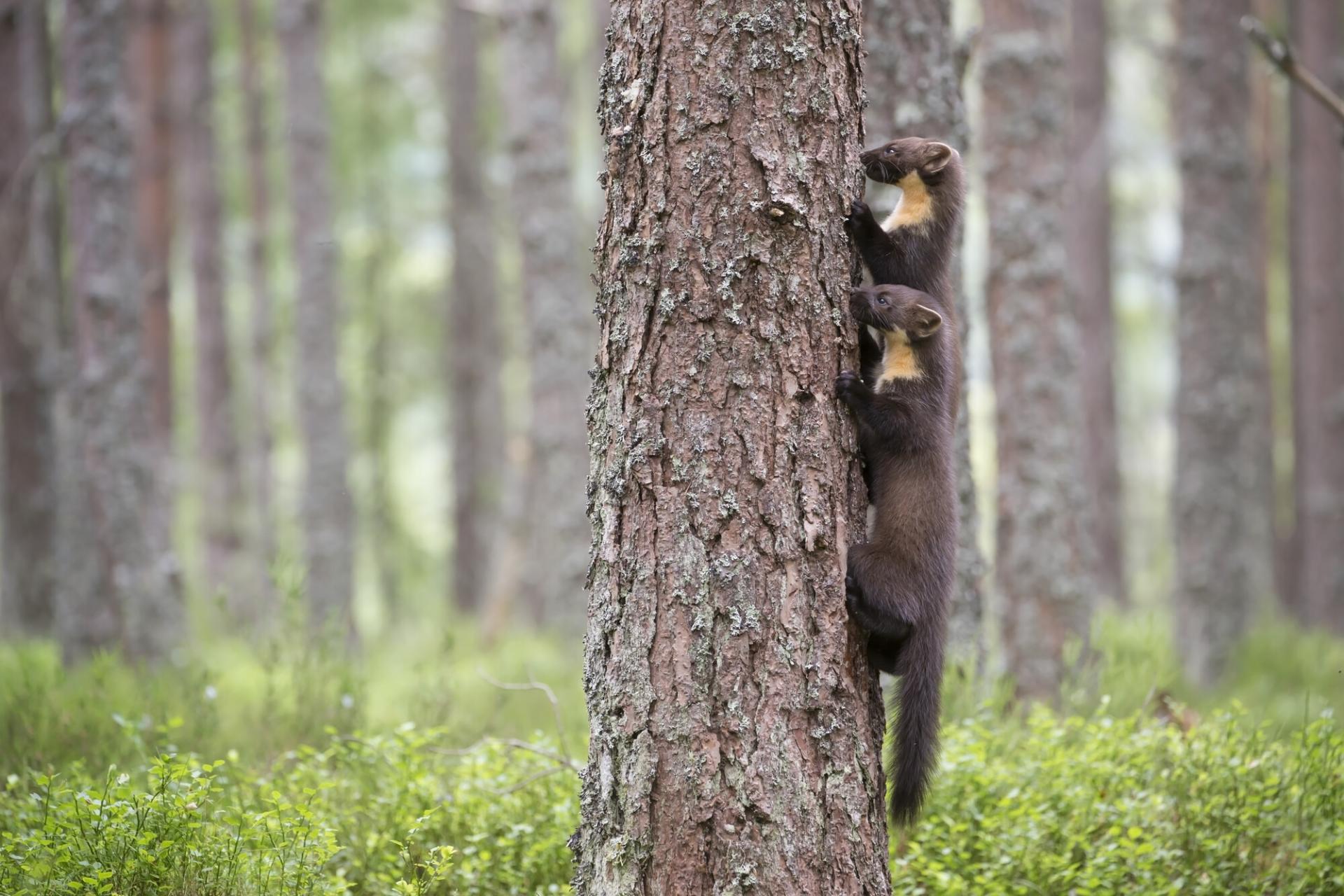 Pair of pine marten siblings (Martes martes) foraging in pine woodland