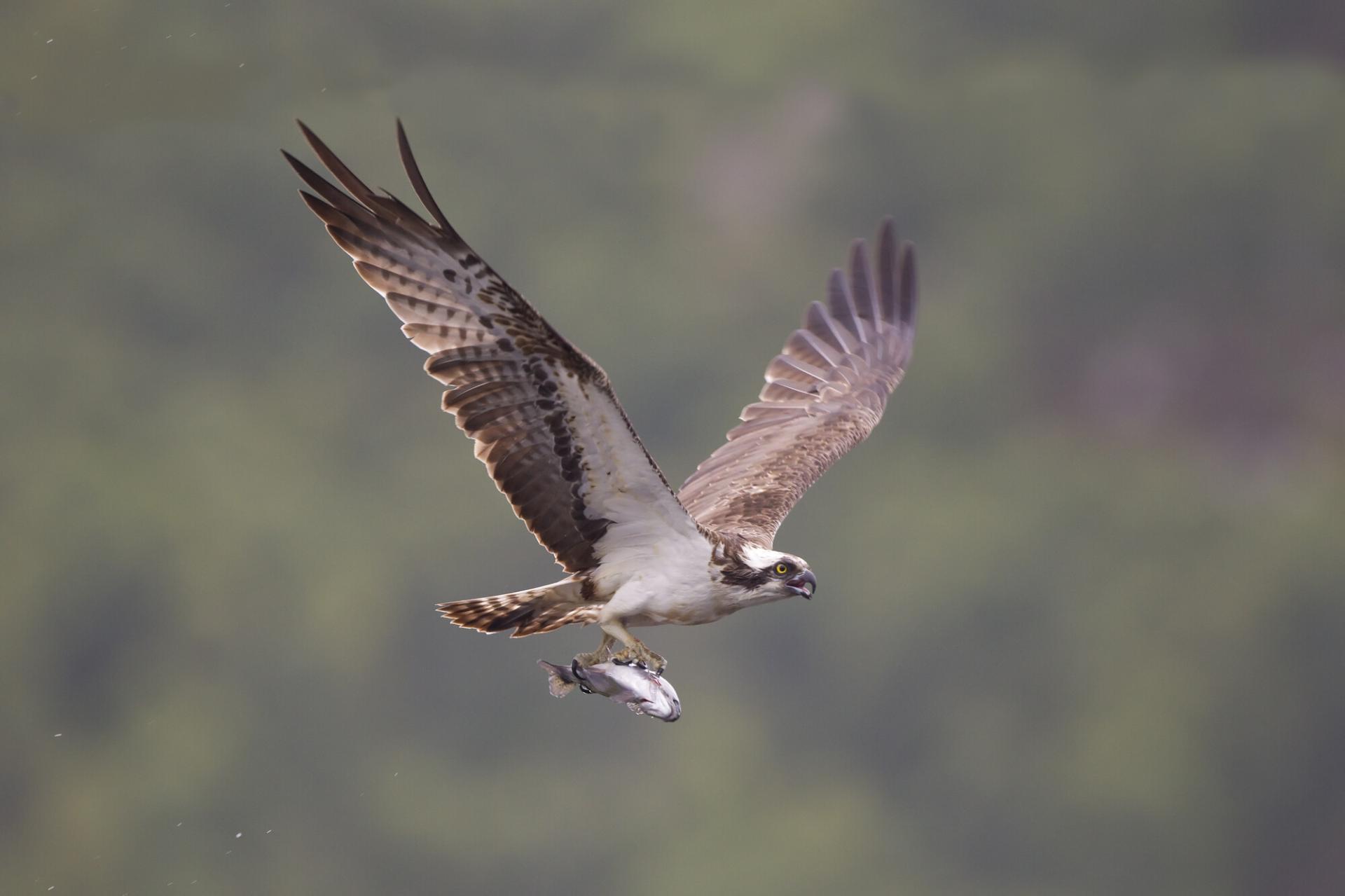 An osprey flying with a fish in its talons.