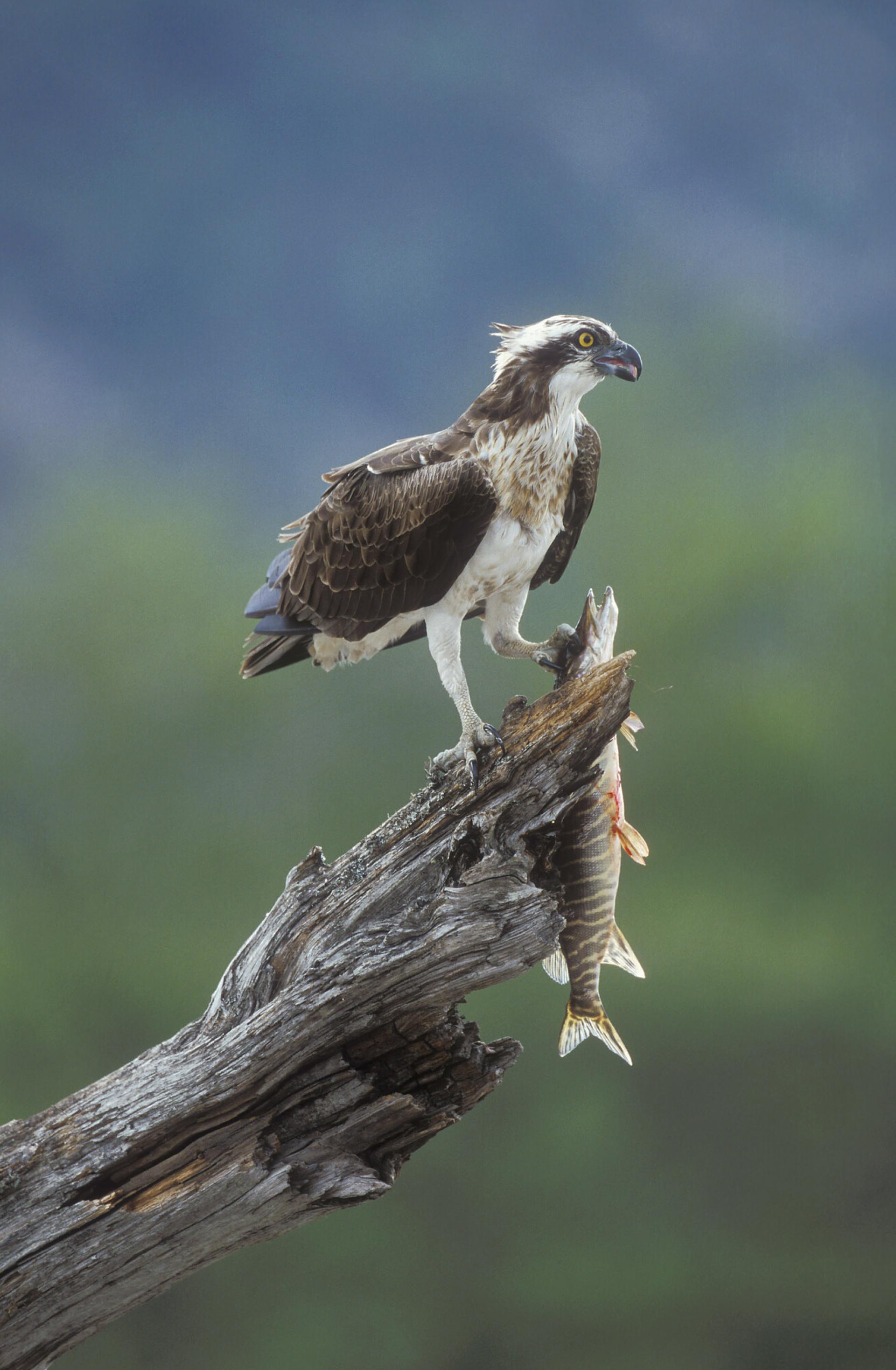 An osprey, perched on a dead tree with fish in its talons.