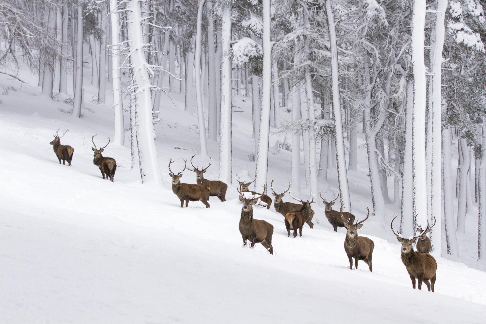 A herd of red deer standing in the snow with trees in background