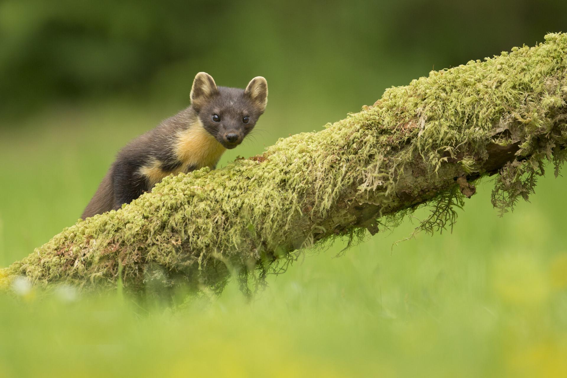 Pine marten (Martes martes) peering over log