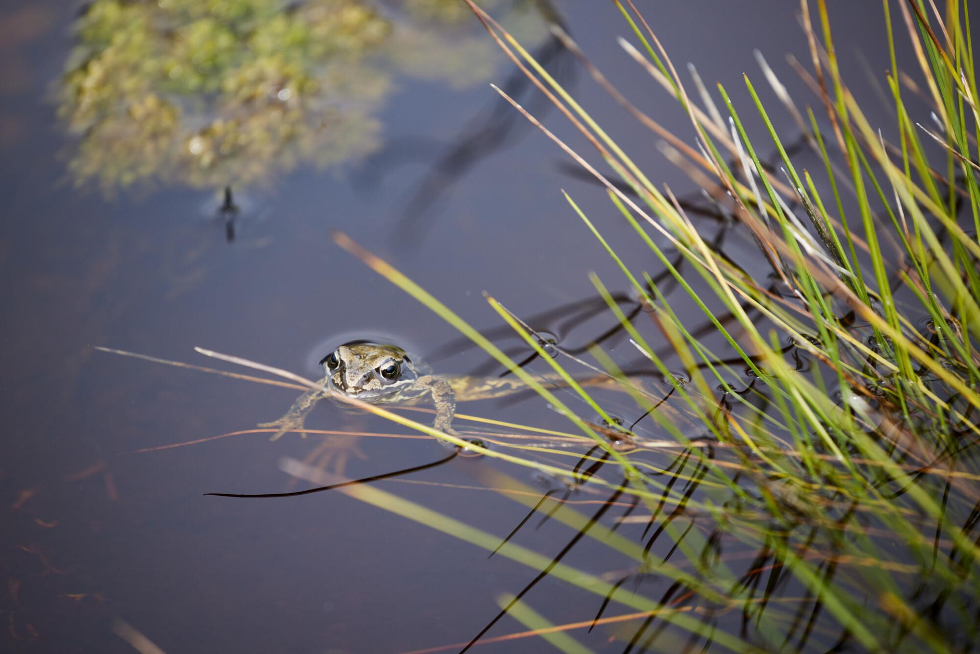 A frog in a peat bog with moss and grass
