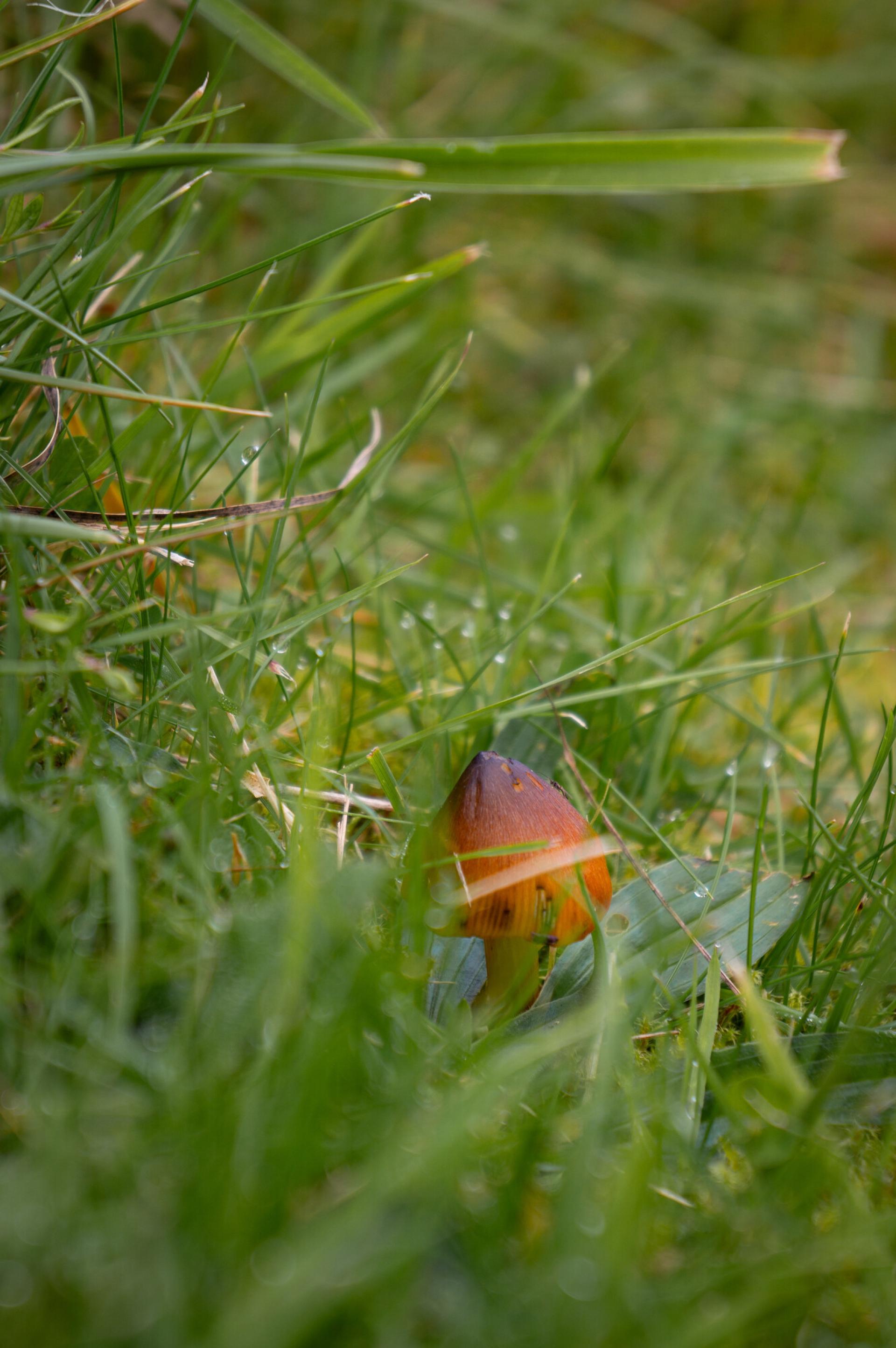 Waxcap mushroom in long grass.