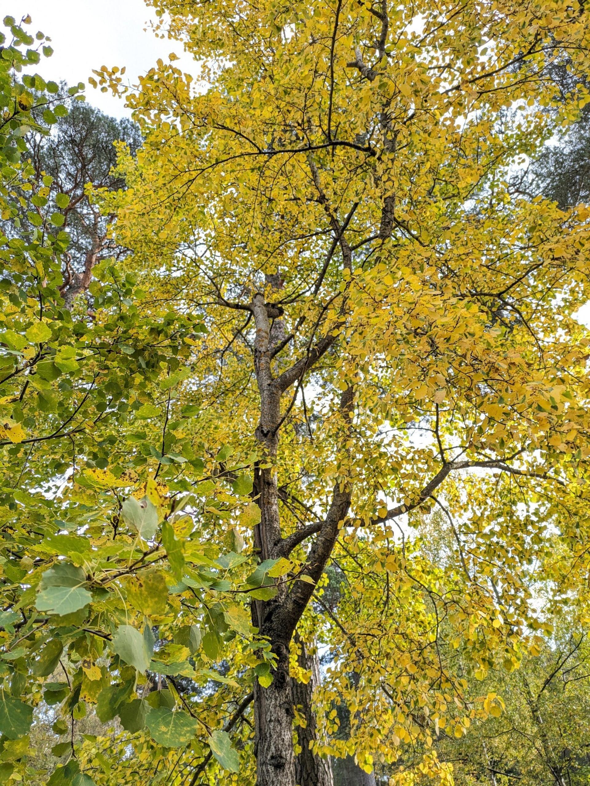 Aspen in Autumn with yellow leaves.