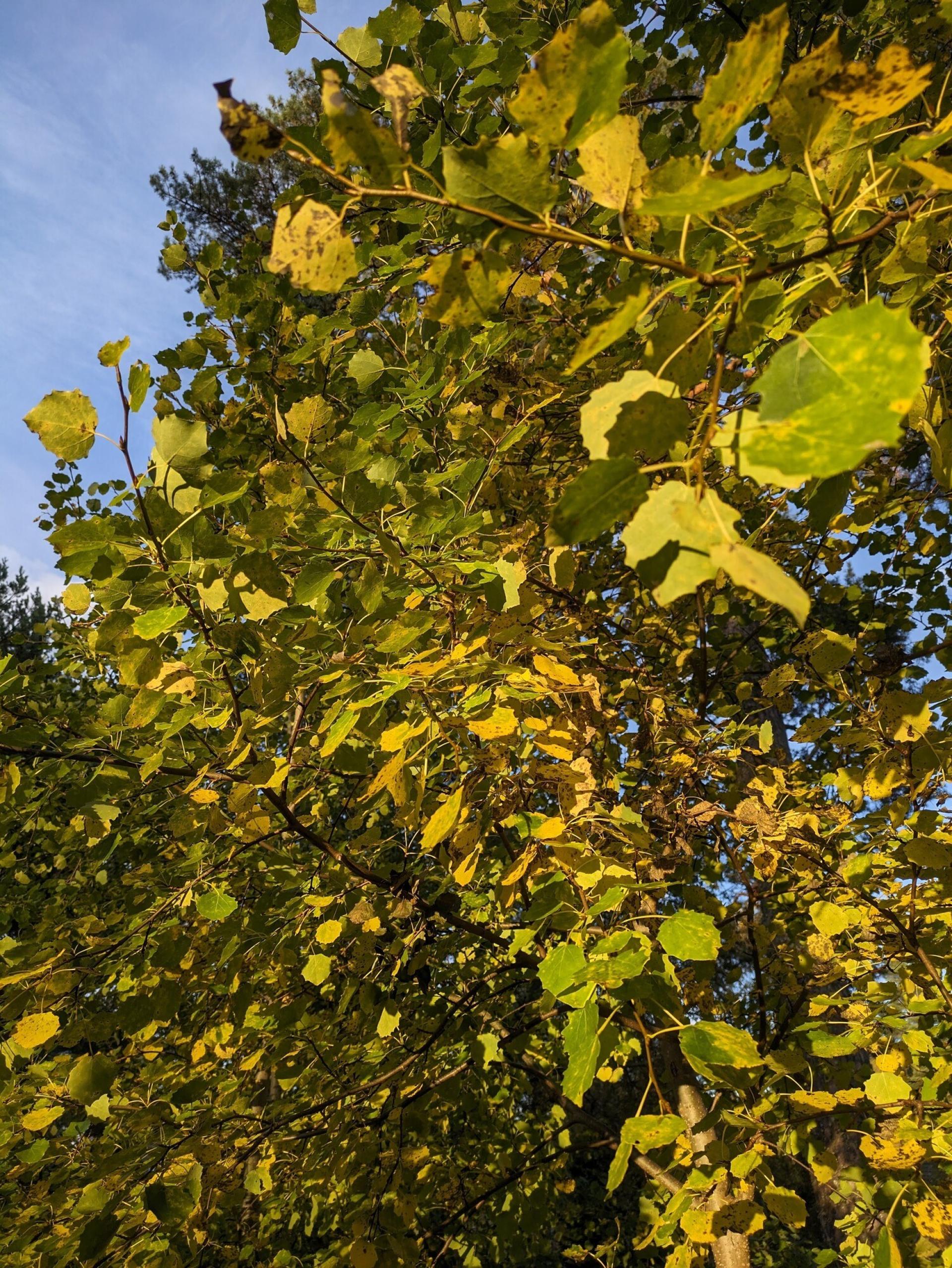 Green and yellow aspen leaves in Autumn