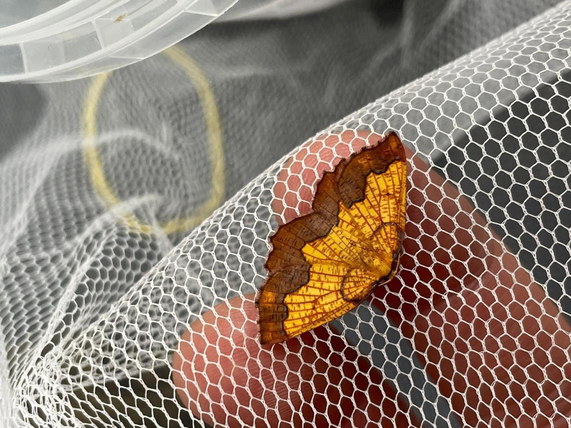 Adult male dark bordered beauty moth, with amber winds and a dark orange edge
