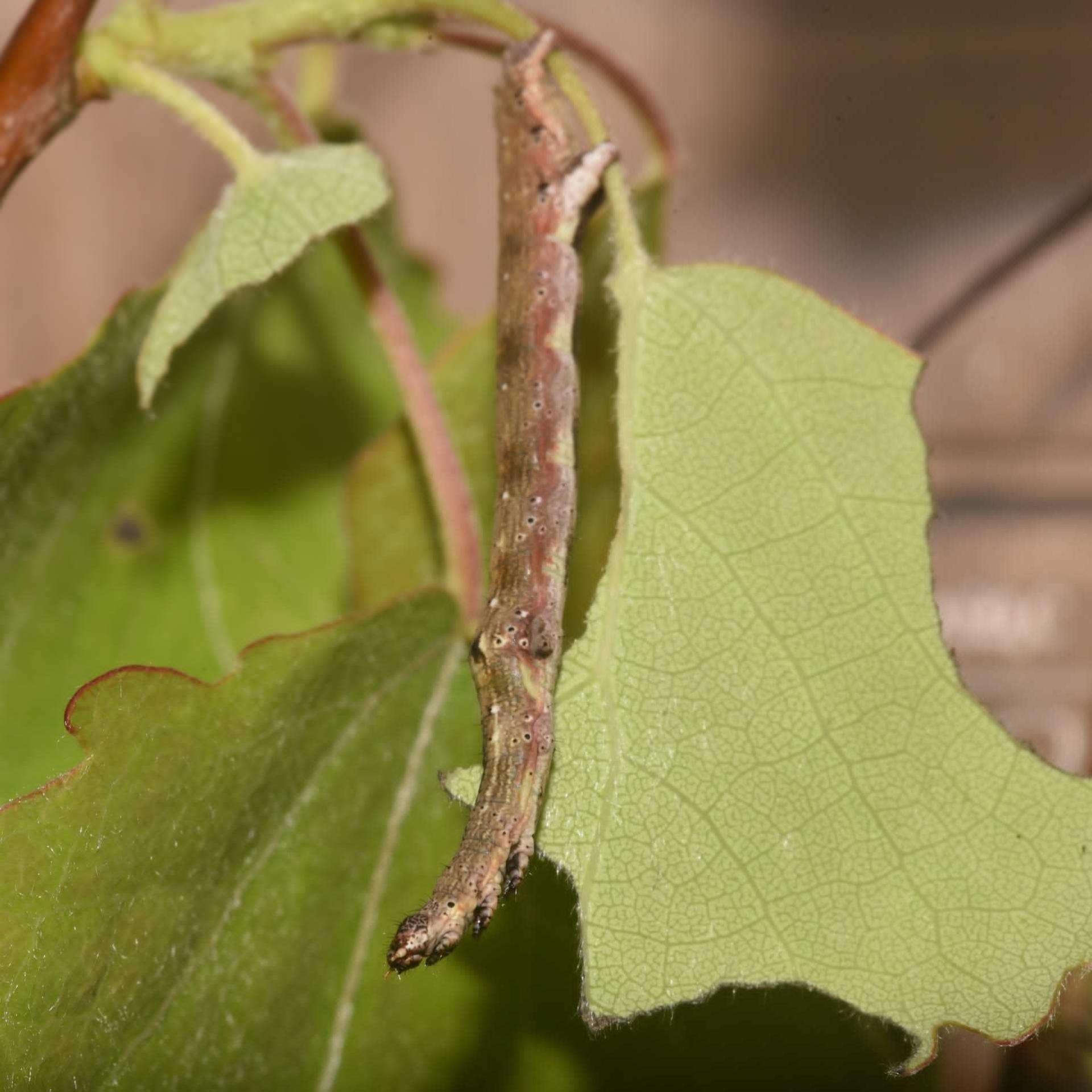 Dark bordered beauty moth caterpillar on a leaf