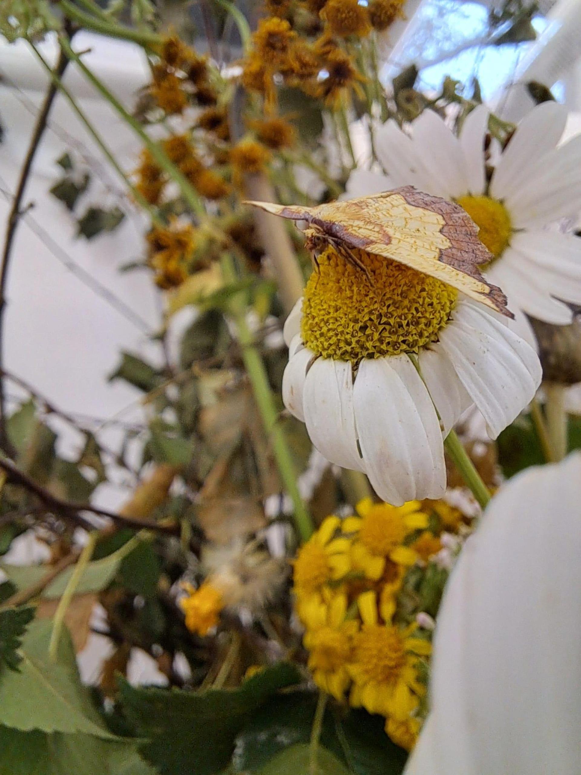 Dark bordered beauty moth visiting a flower