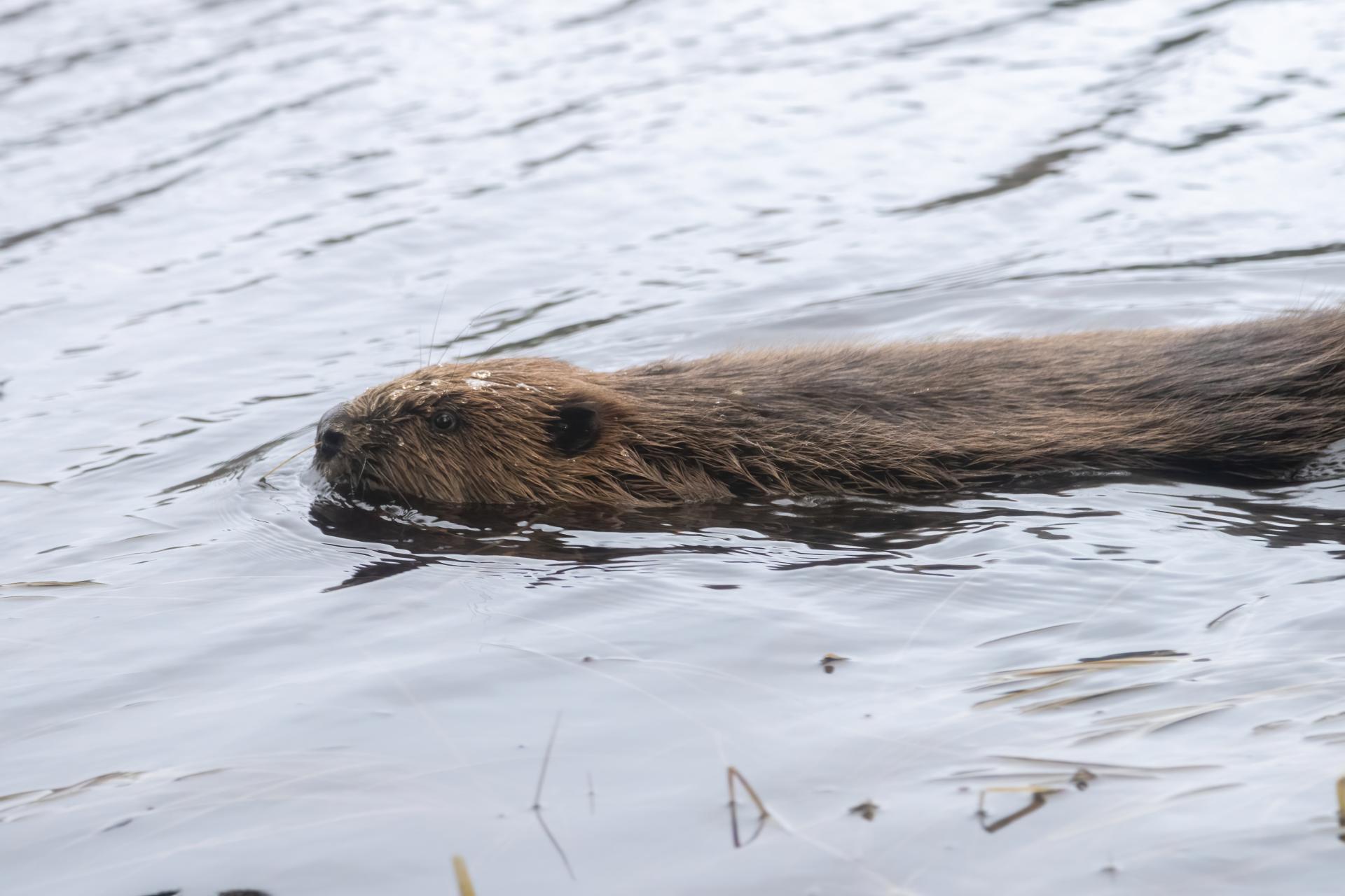 Close up of a beaver swimming through water