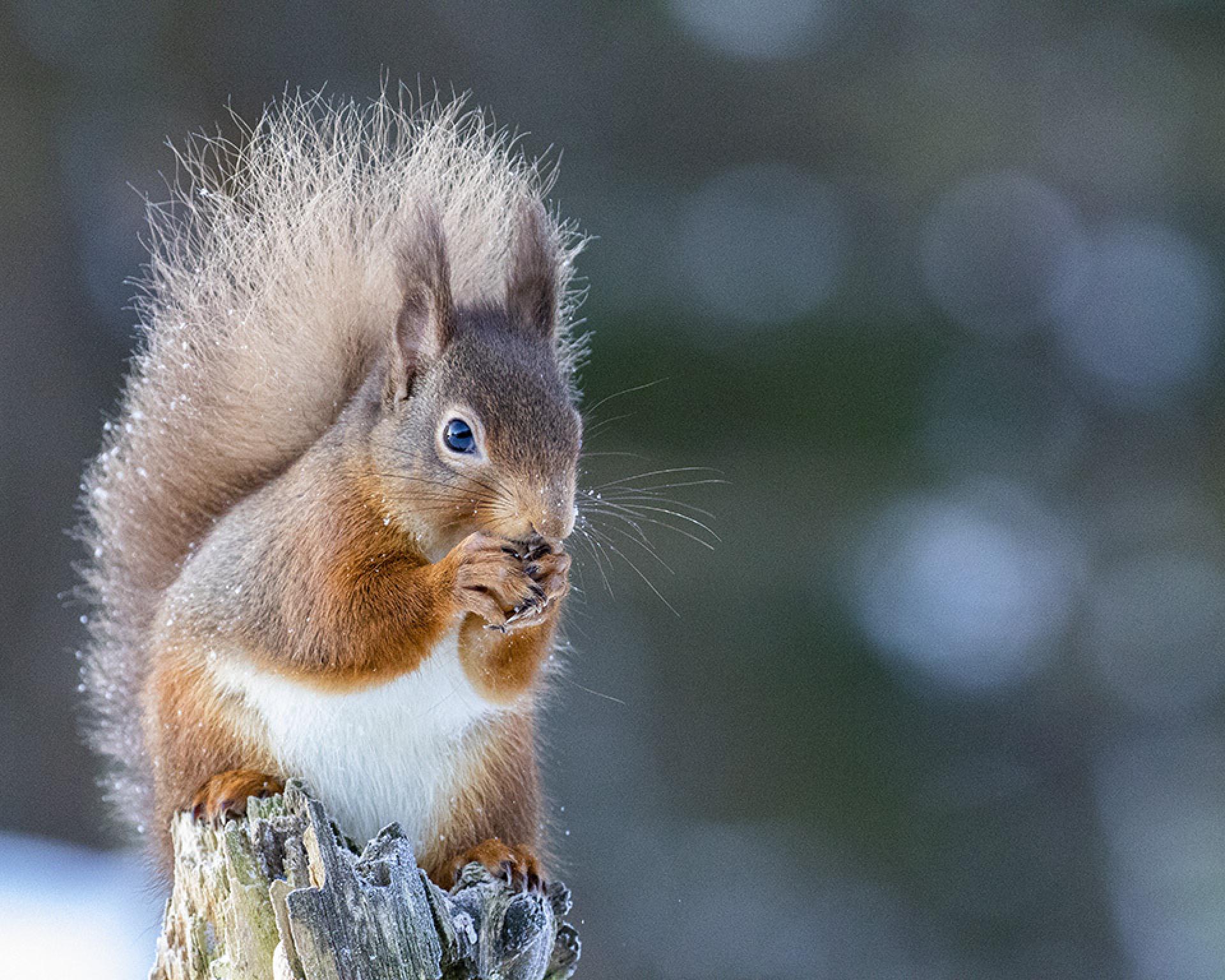 Red squirrel sitting on a tree stump, eating a nut