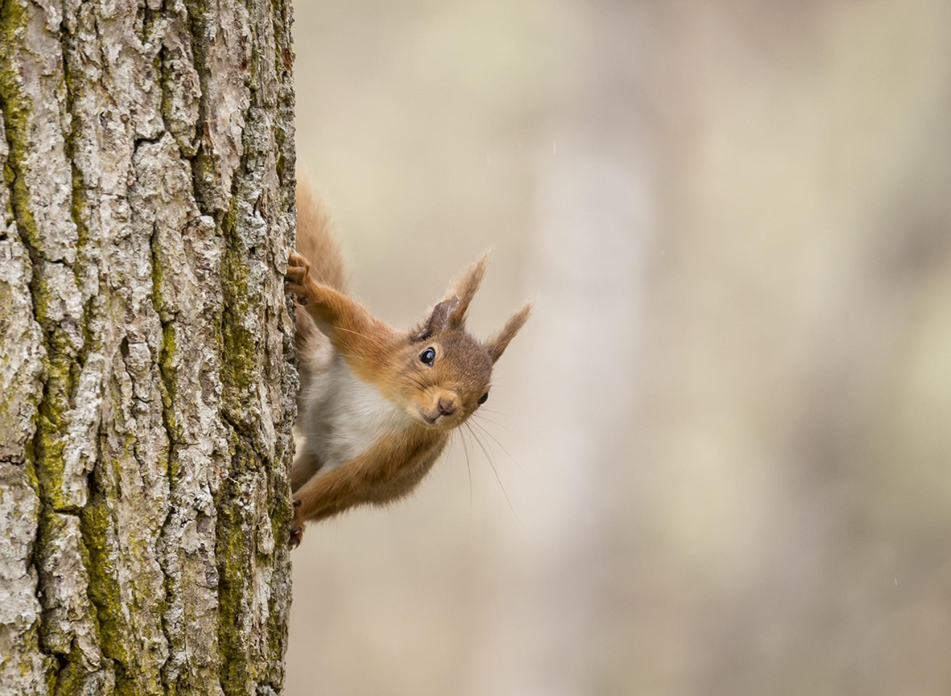 Red squirrel on a tree.