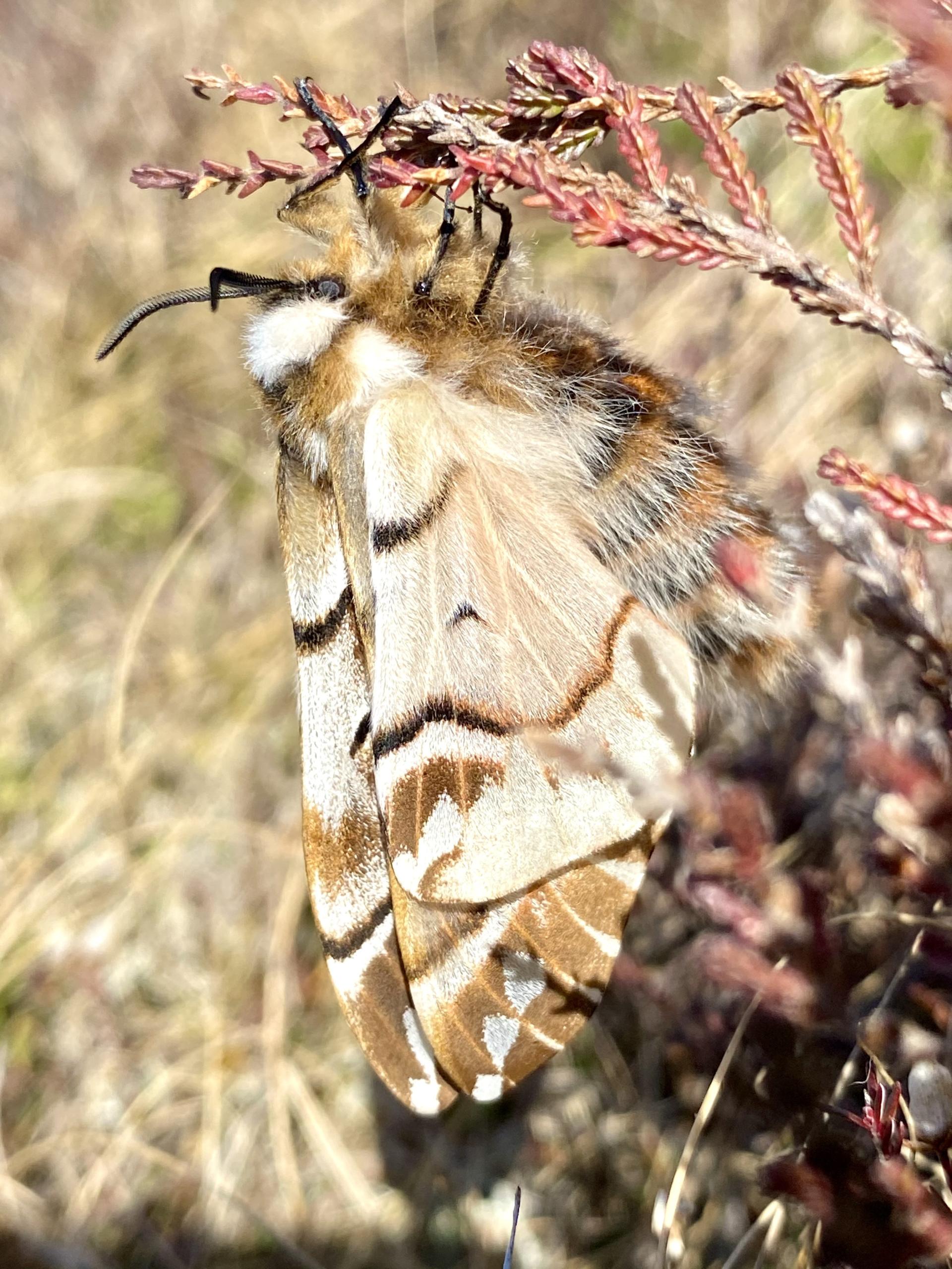 Sunlit Kentish glory moth perched on a branch