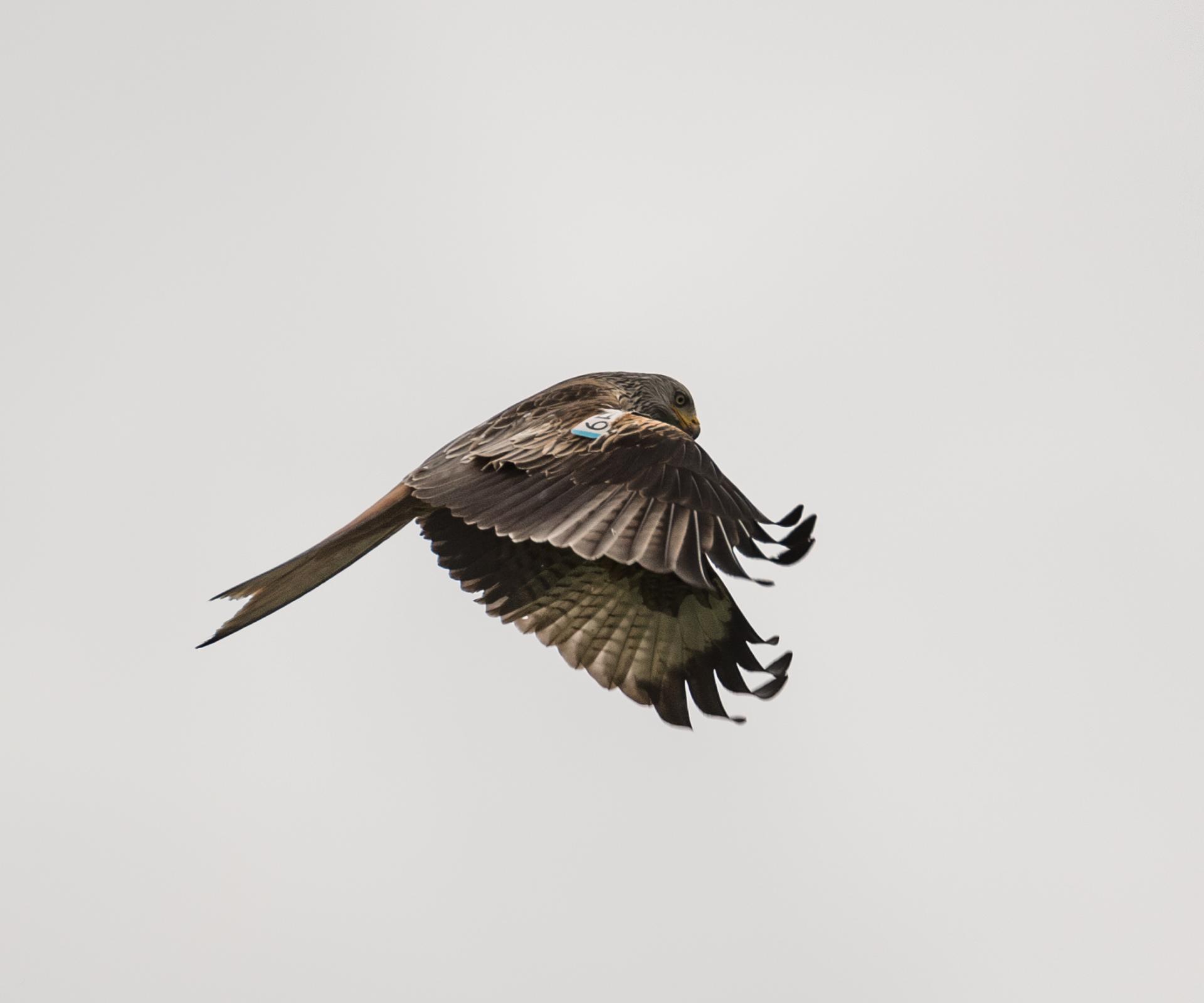 Photo of a red kite taken from the side, where tag on wing is visible
