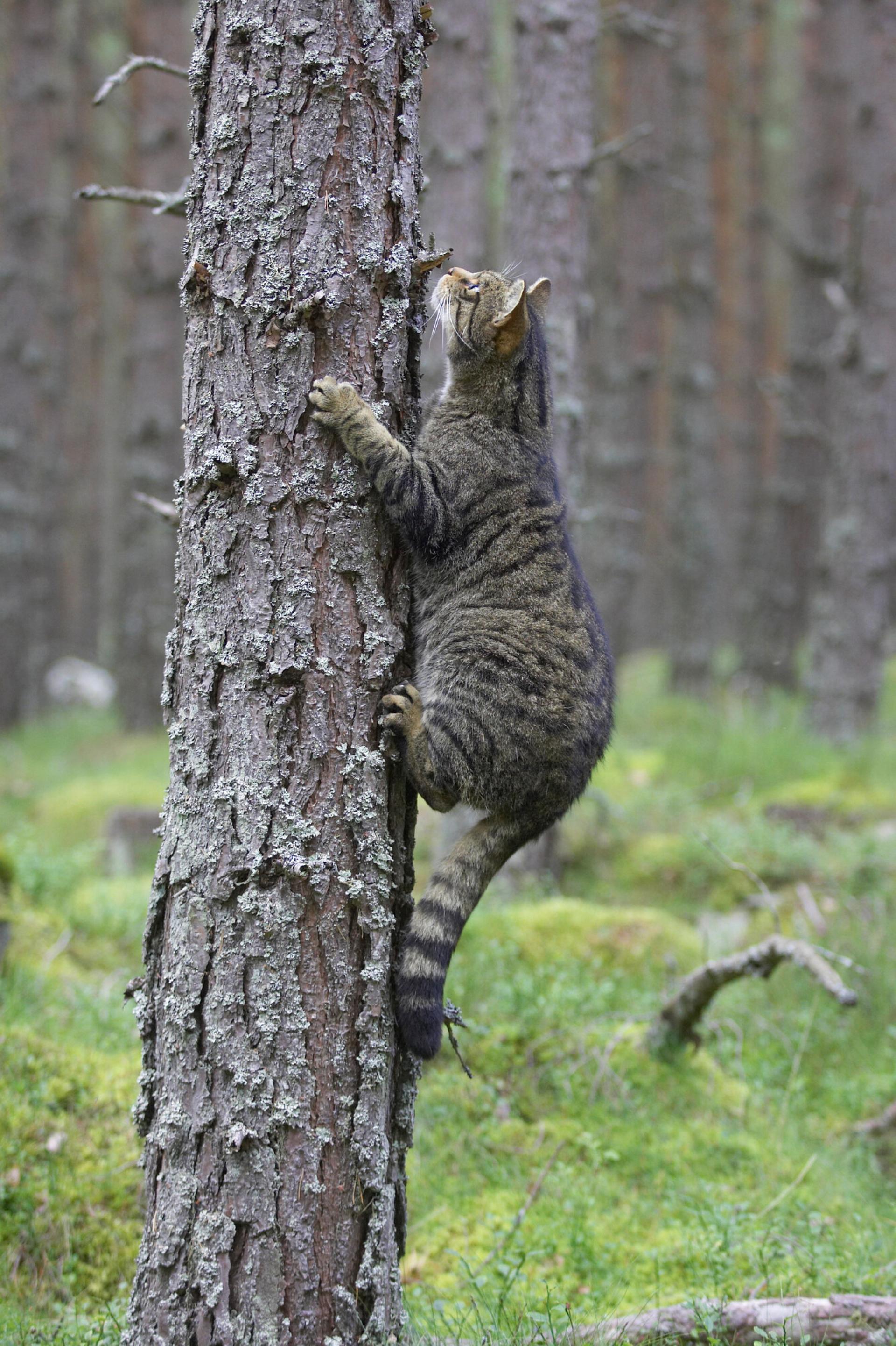 Wildcat climbing a tree in pine forest