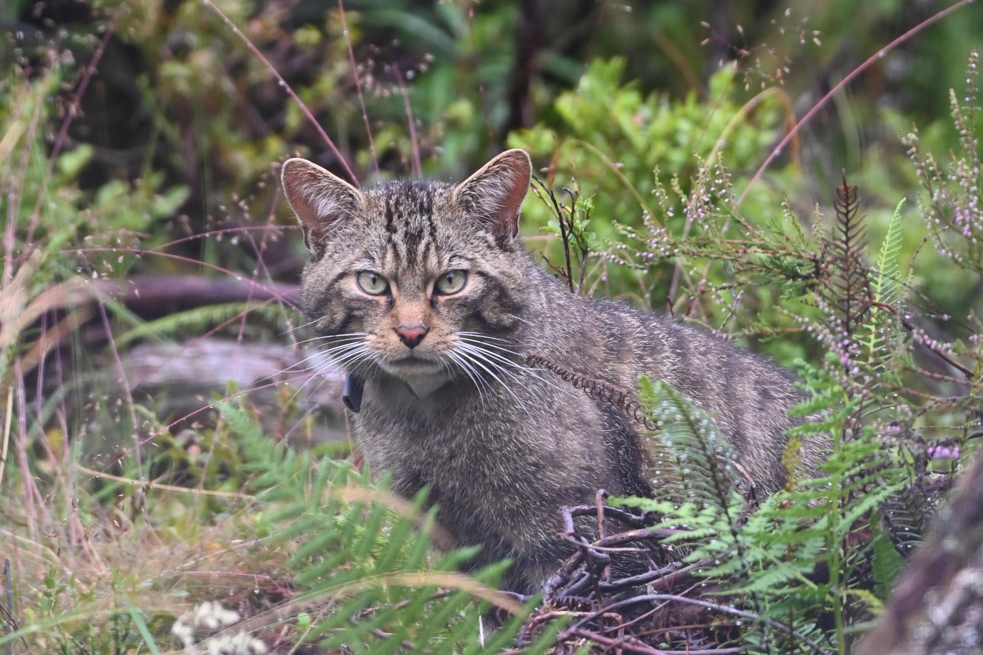 Wildcat wearing a GPS location collar