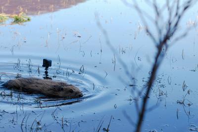 A beaver swims through water with a go-pro camera behind.