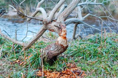 A beaver gnawed tree next to water with beaver chips beneath.