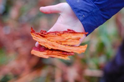 Beaver chips in the palm of a young girls hand.