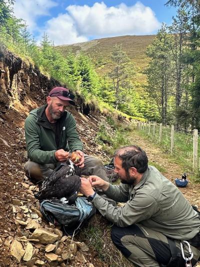 Two men putting a satellite tag onto a golden eagle chick which has a protective hood over it's eyes and head