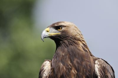 The proud face of a golden eagle, its plumage in shades of brown and gold.