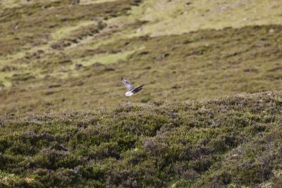 A curlew flying over heather moorland at Mar estate.