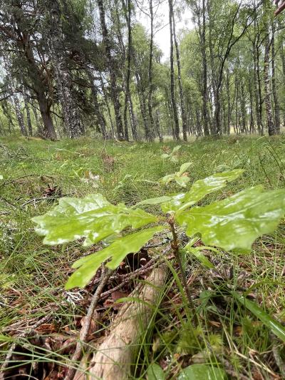 An oak sapling growing in woodland.