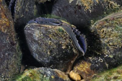 A group of fresh water pearl mussels.