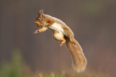 Red squirrel (Sciurus vulgaris) jumping with nut in its mouth, Cairngorms National Park, Scotland