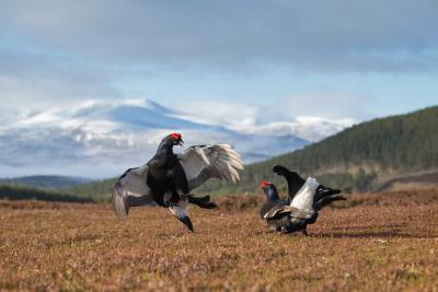 Black Grouse (Tetrao tetrix) two males fighting on lek