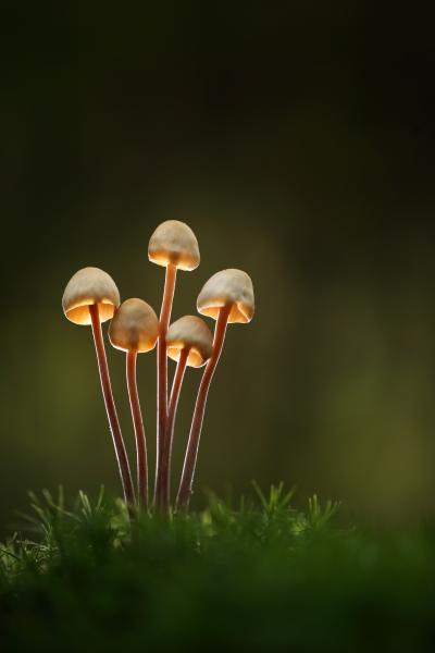 Pale brown and orange fungi growing from moss against a dark backdrop.