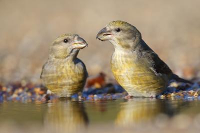 Two crossbills standing in water