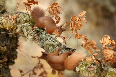 Encounter between two red squirrels on a tree branch