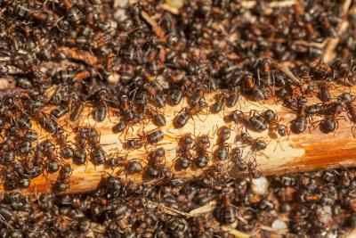 Hundreds of wood ants crawling on timber.