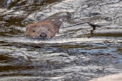 A beaver swimming through water.