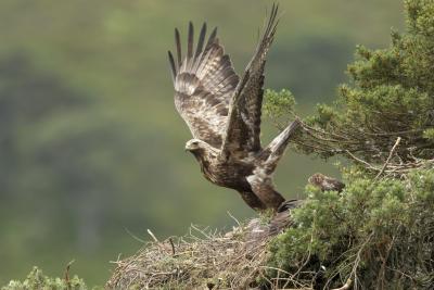 Golden eagle (Aquila chyrsaetos) adult flying away from nest site in pine tree, Cairngorms National Park