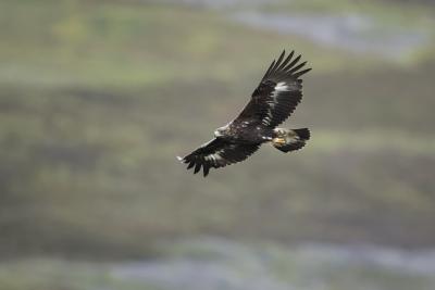 Golden eagle (Aquila chyrsaetos) adult flying away from nest site in pine tree