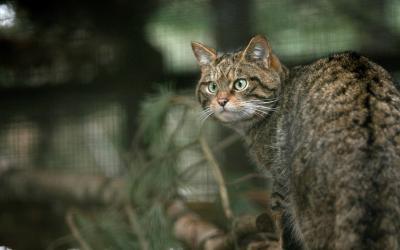 Wildcat walking on a branch in an enclosure at the Wildlife Park