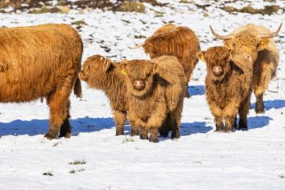 Highland cows and calves in a snow covered field.