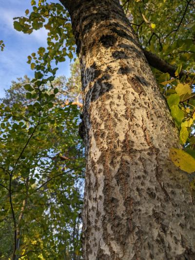 The trunk of an aspen tree in golden sunlight.