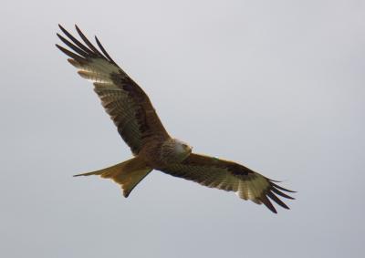 Photo of a kite flying from beneath,