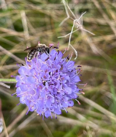 A purple Devil's bit scabious flower, with a scabious mining bee perched on top.
