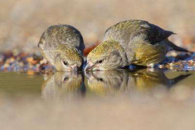 Two Crossbill drinking at waterside