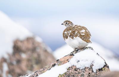Tàrmachan boireann ann an iteach an earraich agus i na suidhe air cleachan a tha còmhdaichte le sneachda.